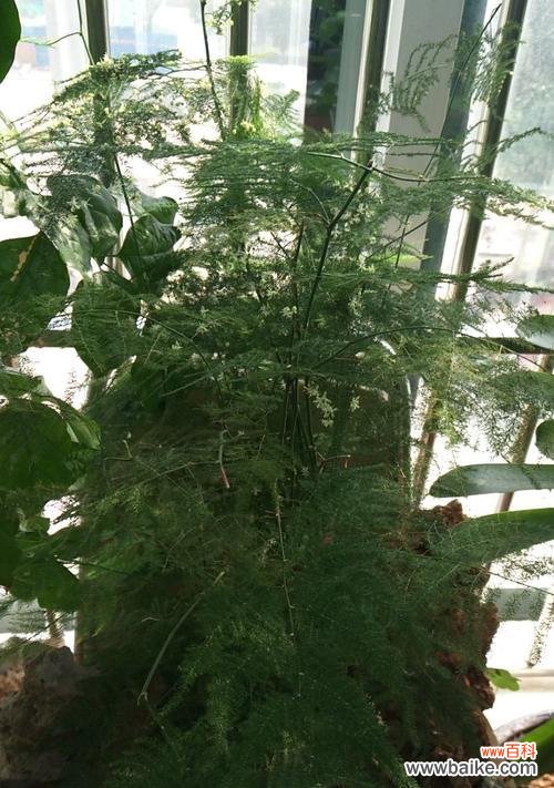 文竹花语传递永远的美好与坚韧 永恒的文竹,寓意千年