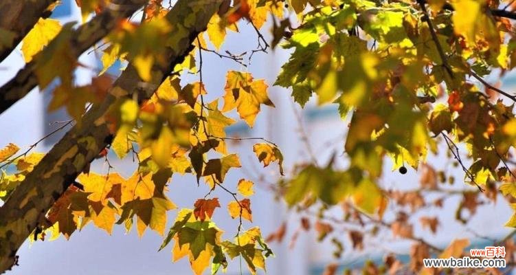 深入探索梧桐的寓意与象征意义 梧桐之美