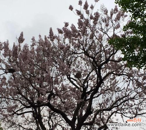 深入探索梧桐的寓意与象征意义 梧桐之美