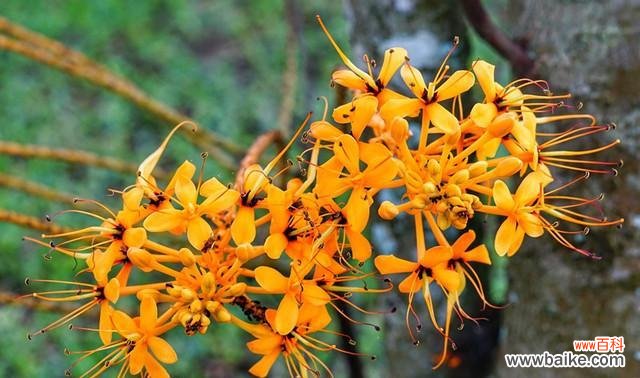 美丽的花语，传递心灵的安宁 无忧花花语——传递着幸福与和平的象征