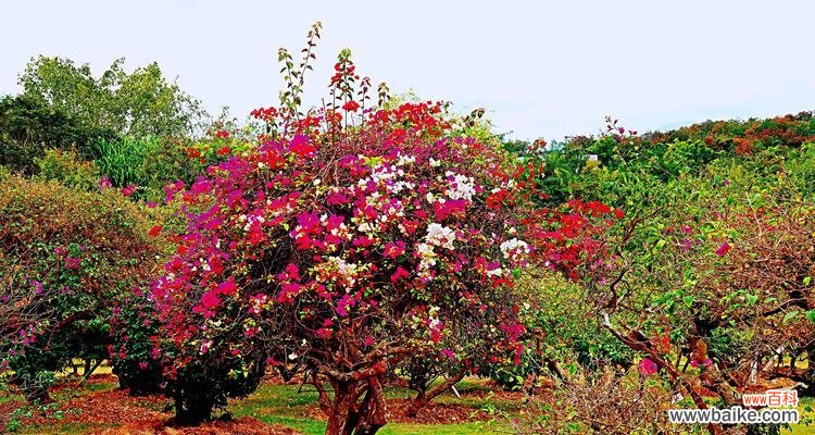 解析无忧花的花语，揭开它背后的神秘力量 无忧花的花语与传说