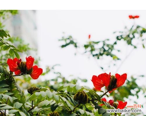 解析无忧花的花语，揭开它背后的神秘力量 无忧花的花语与传说