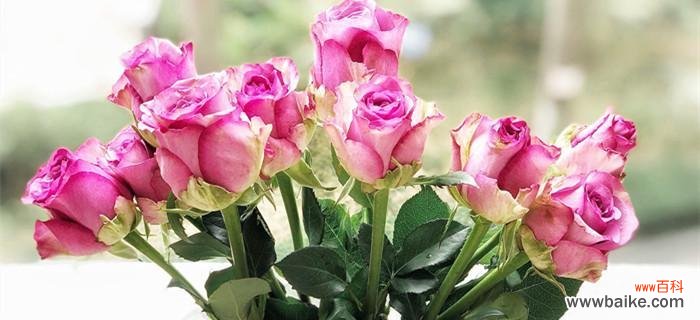 解读紫玫瑰花语的深刻内涵 紫玫瑰的花语与意义