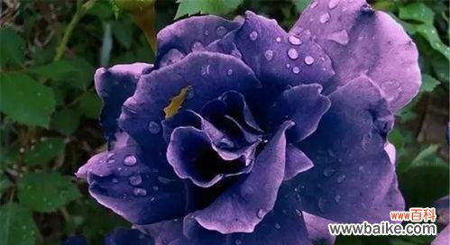 解读紫玫瑰的花语寓意 紫玫瑰花语