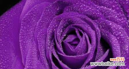 揭开紫玫瑰花语的真正含义 紫玫瑰的花语及其象征意义