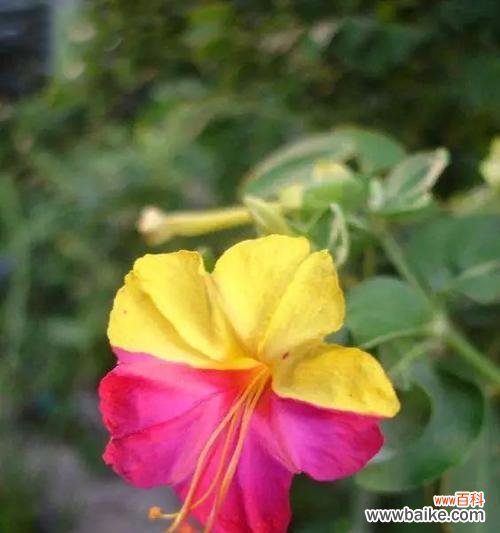 向世界散发美丽与温暖的芬芳 紫茉莉的花语