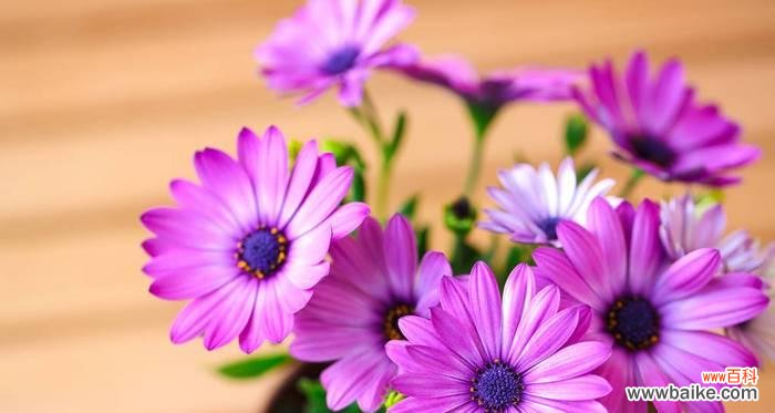 探寻紫色雏菊的神秘花语 紫色雏菊的花语与寓意