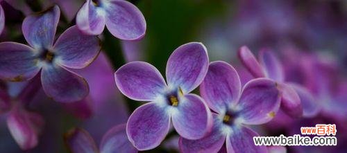 以紫色丁香传递心意与情感 紫色丁香花语——寄托思念与祝福