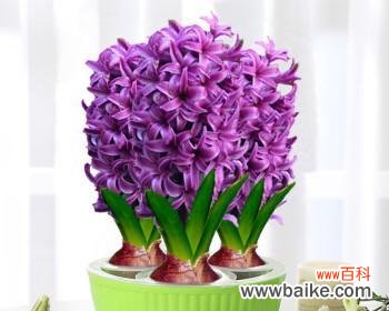 探索紫色风信子的花语和神秘传说 紫色风信子——花开寓意与传说