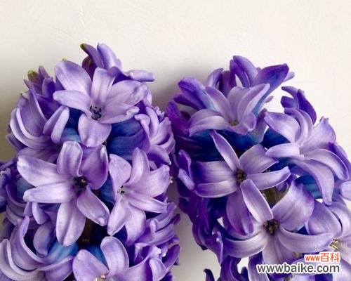 探索紫色风信子的隐含含义 紫色风信子的花语与寓意