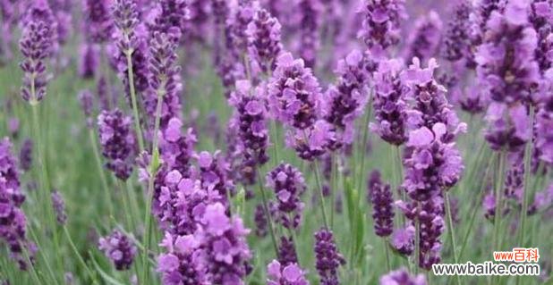 传达祝福和美好的紫色风信子 紫色风信子的花语