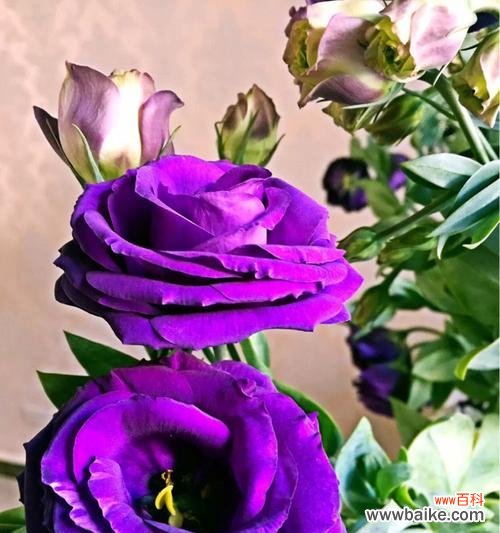 探究紫色桔梗花所代表的意义与象征 紫色桔梗花的花语和寓意