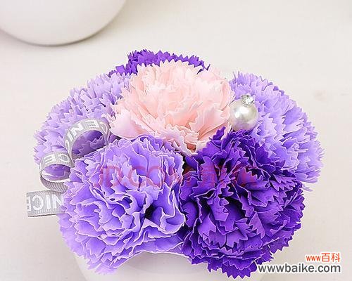 康乃馨的花语及象征意义以及如何选择和照顾它们 紫色康乃馨花语