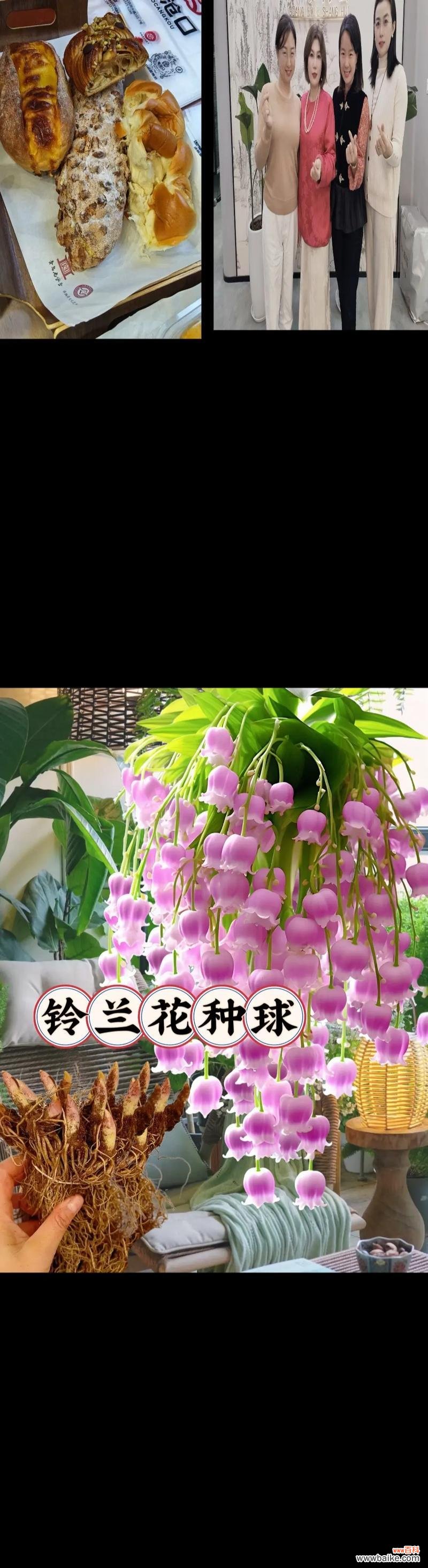 铃兰花的花语大全有哪些？它在花卉中扮演什么角色？