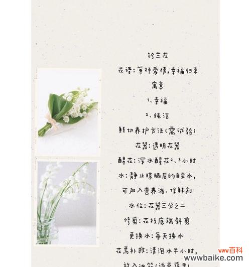 铃兰花的花语大全有哪些？它在花卉中扮演什么角色？