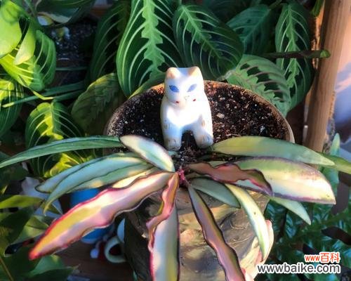 叶蝉竹芋的花语有何特别之处?