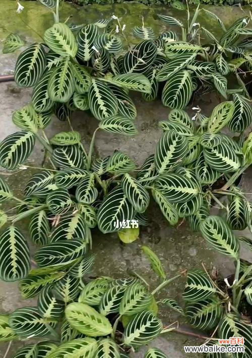 叶蝉竹芋的花语有何特别之处?