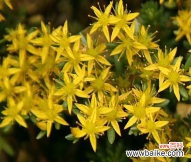 黄色香芋花的含义是什么？