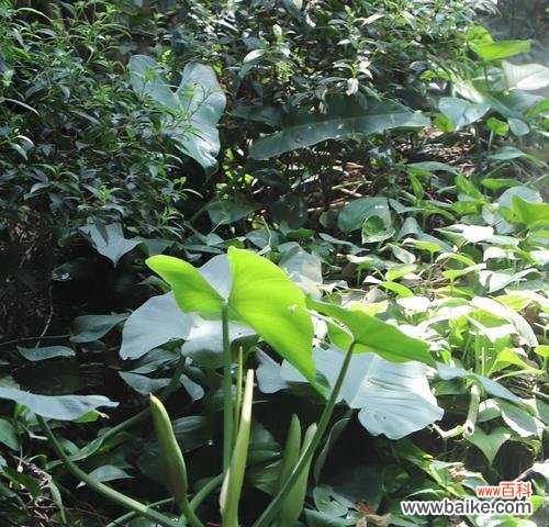 黄色香芋花的含义是什么？