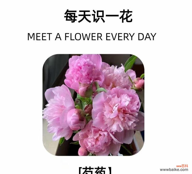 哪种花代表思念之情？