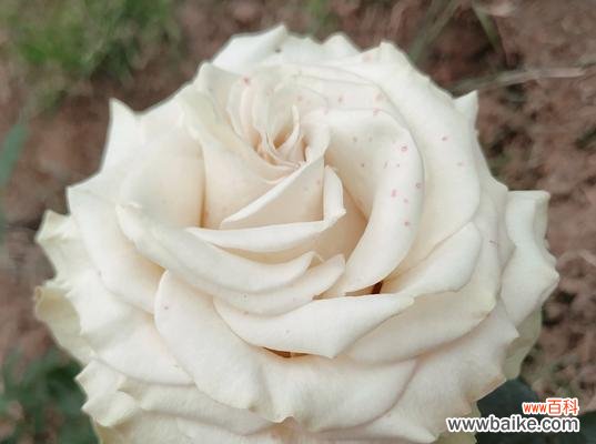 哪种花的花语最能代表金贵?