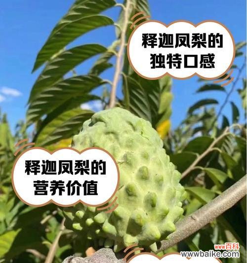 凤梨糖果的花语是什么意思?它代表了什么?