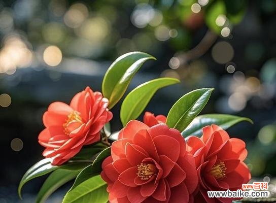 茶花与红色搭配时的花语是什么？