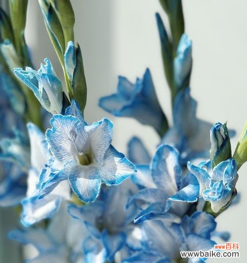 猜花语是什么意思?如何正确表达花语?