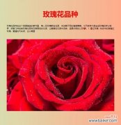 殉情的花语是什么？它代表了哪种情感？