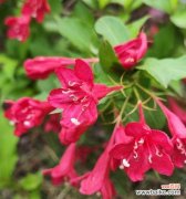 哪种花代表未来？