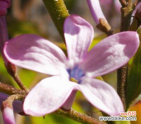 传递着爱与美的花语 五瓣丁香花的寓意与象征