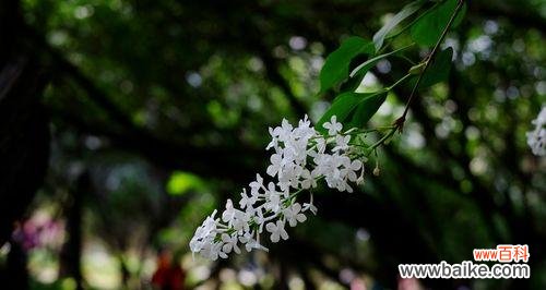 传递着爱与美的花语 五瓣丁香花的寓意与象征