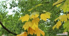 梧桐树——生命力与自由的象征 梧桐的寓意和象征意义