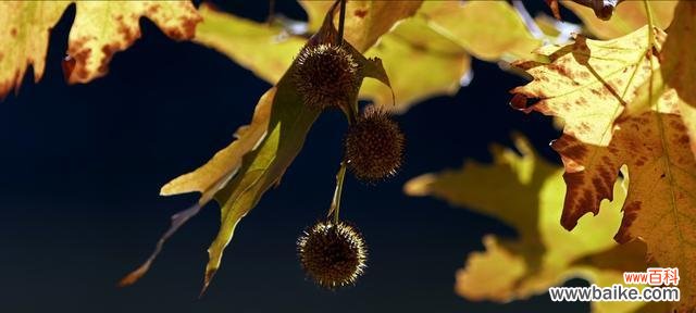 梧桐树——生命力与自由的象征 梧桐的寓意和象征意义