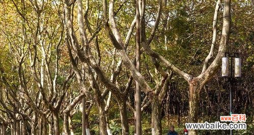 梧桐树——生命力与自由的象征 梧桐的寓意和象征意义