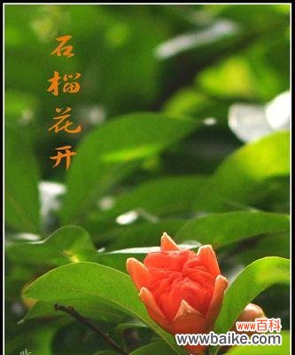 花园中的皇后 五月最具代表性的花——牡丹