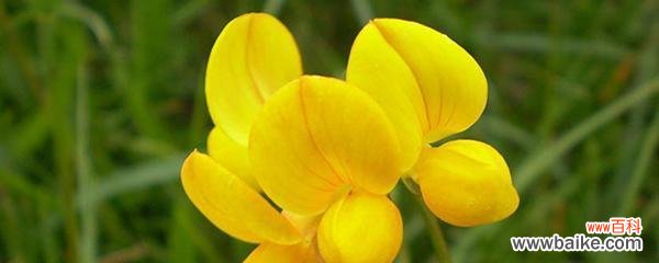 探寻幸运与祝福的象征 五叶草的花语与寓意