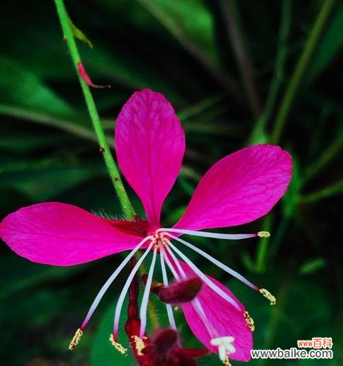 探寻幸运与祝福的象征 五叶草的花语与寓意