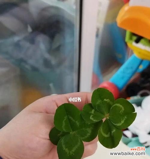 探寻五叶草的神奇之处与人们对其的追求 五叶草的寓意与象征意义