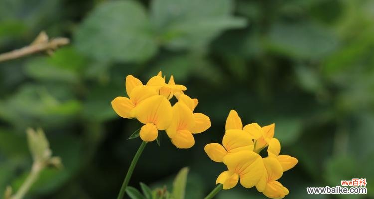 探寻五叶草的神奇之处与人们对其的追求 五叶草的寓意与象征意义