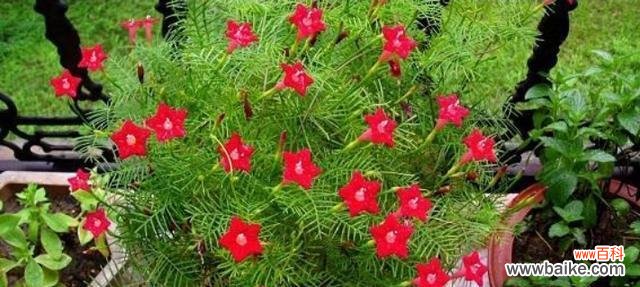 美丽的五角星花带给我们怎样的启示与感悟 五角星花的寓意与象征意义