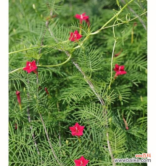 美丽的五角星花带给我们怎样的启示与感悟 五角星花的寓意与象征意义