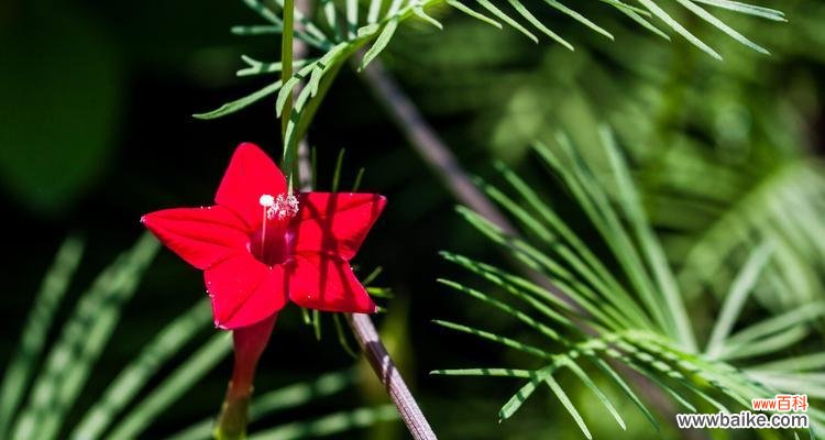美丽的五角星花带给我们怎样的启示与感悟 五角星花的寓意与象征意义