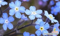 勿忘草的花语和象征意义 勿忘草花语