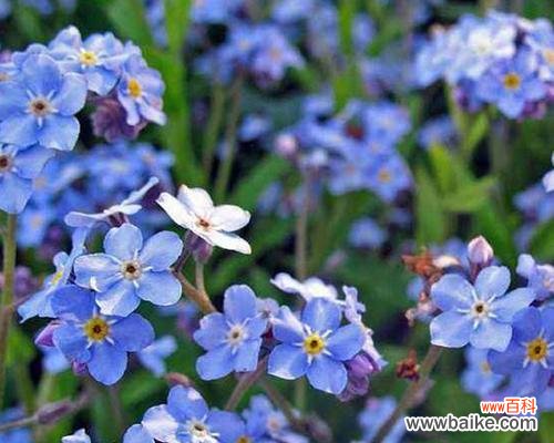 勿忘我花语与寓意的解读，了解它的象征意义 勿忘我花语与寓意