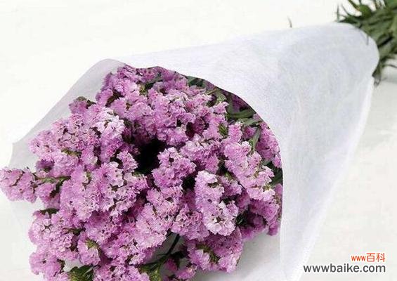 勿忘我花语与寓意的解读，了解它的象征意义 勿忘我花语与寓意