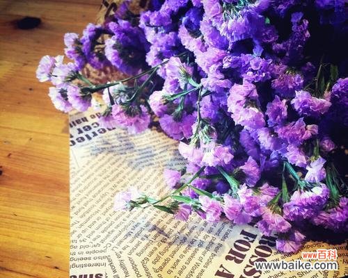 追求永恒与记忆的力量 勿忘我花的寓意是什么？