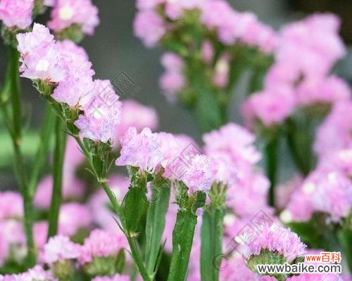 追求永恒与记忆的力量 勿忘我花的寓意是什么？