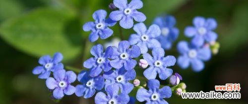 美丽坚韧，永远怀念的花朵 勿忘我花的寓意及象征意义