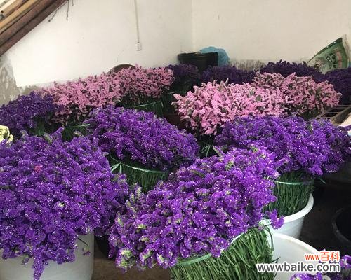 美丽坚韧，永远怀念的花朵 勿忘我花的寓意及象征意义